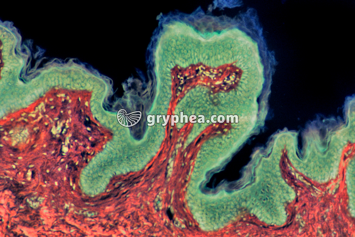 Peau CT x25 - gryphea.org